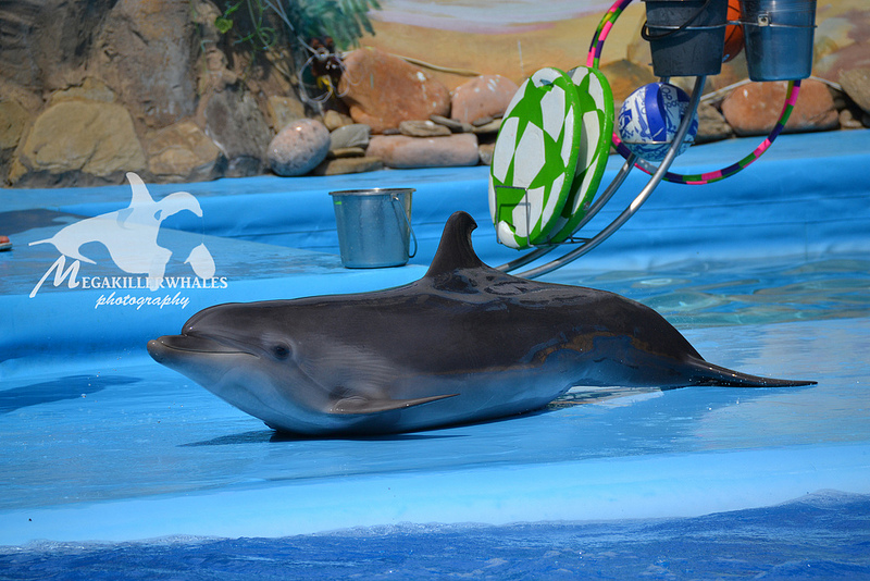 Eva ~ Kharkiv Dolphinarium Nemo