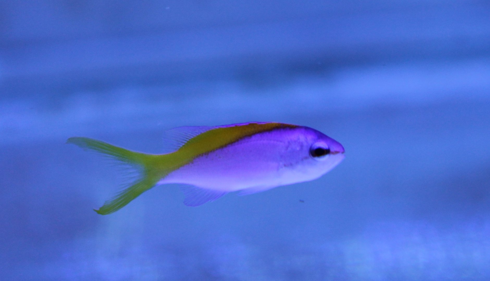 Evan's anthias - Mirolabrichtys evansi