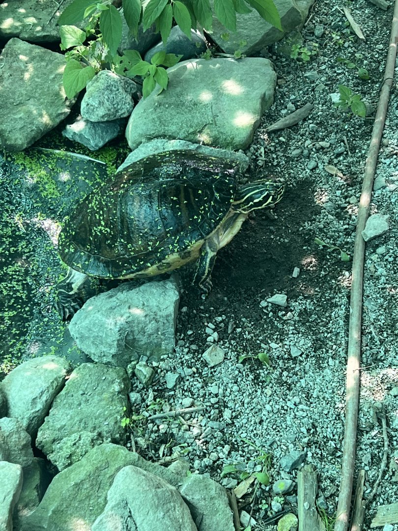 Eve the Common Cooter