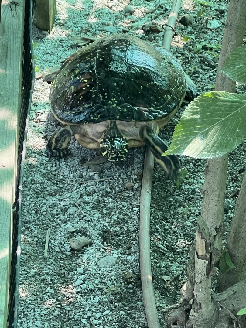 Eve the Common Cooter