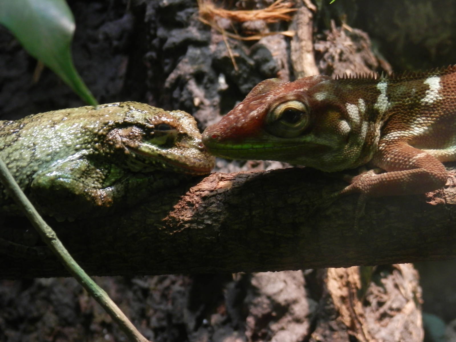 Even a lizard can kiss his prince!