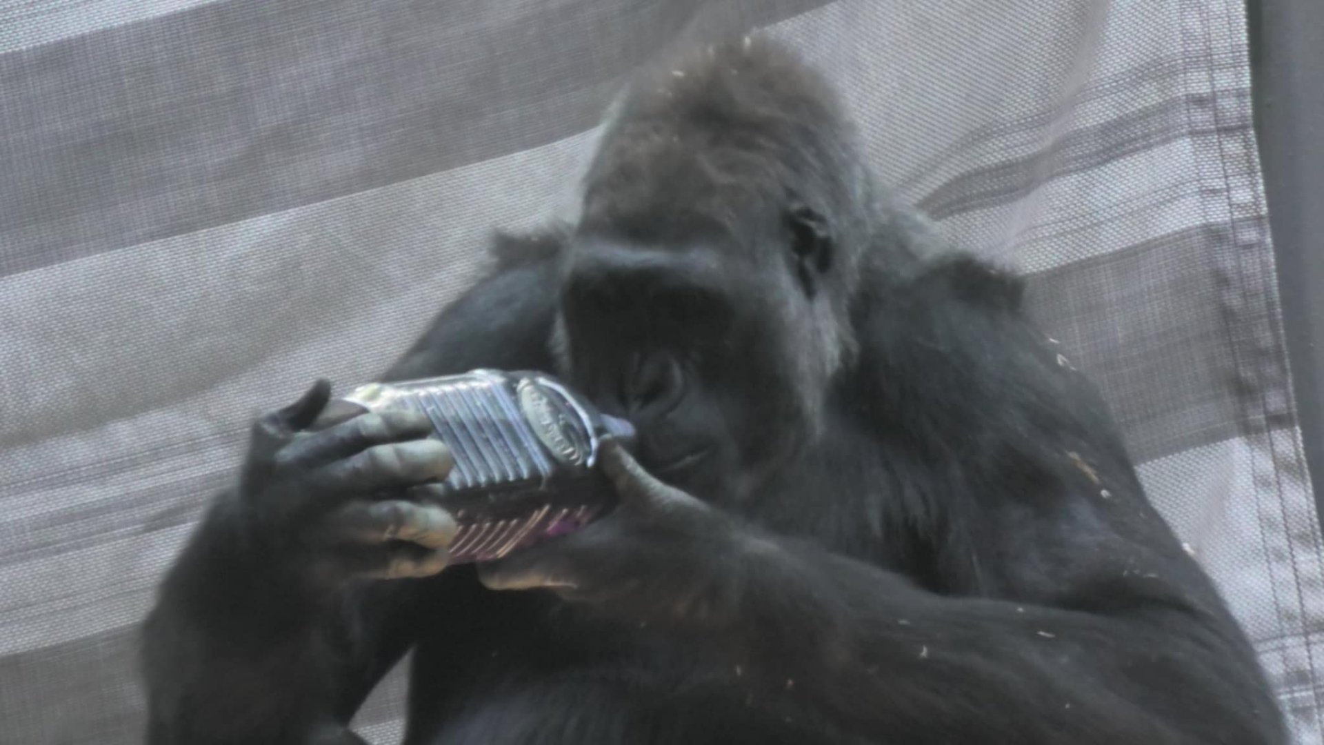 Even gorillas know how important it is to stay hydrated