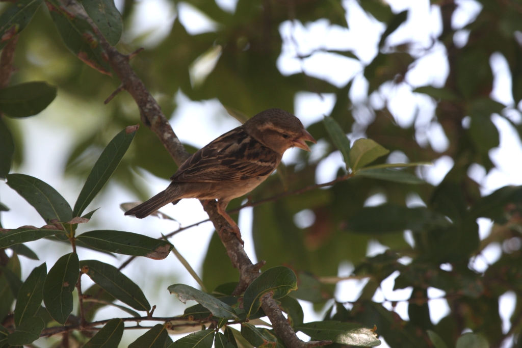 Even got a sparrow to hold still...