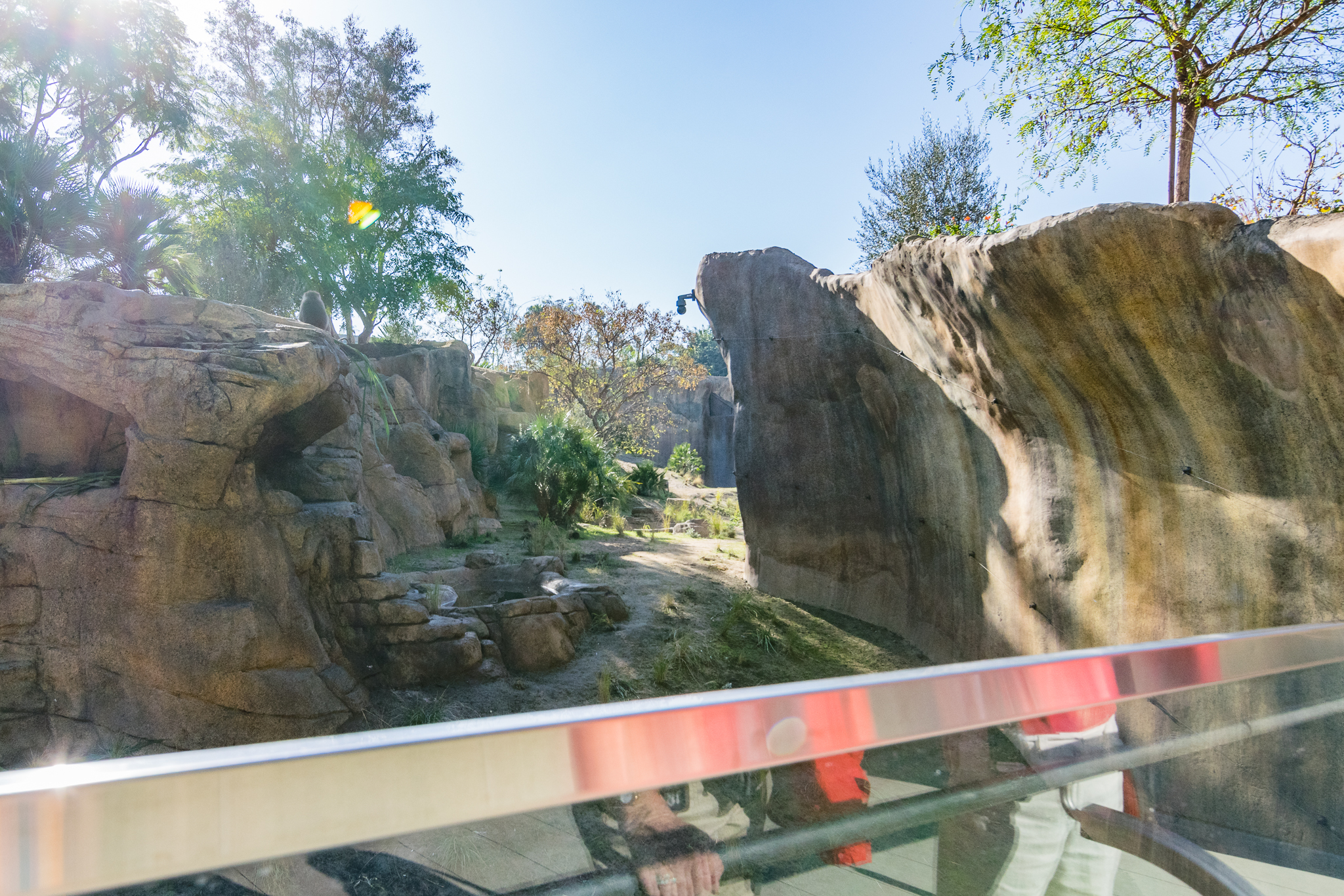 Even more baboon viewing