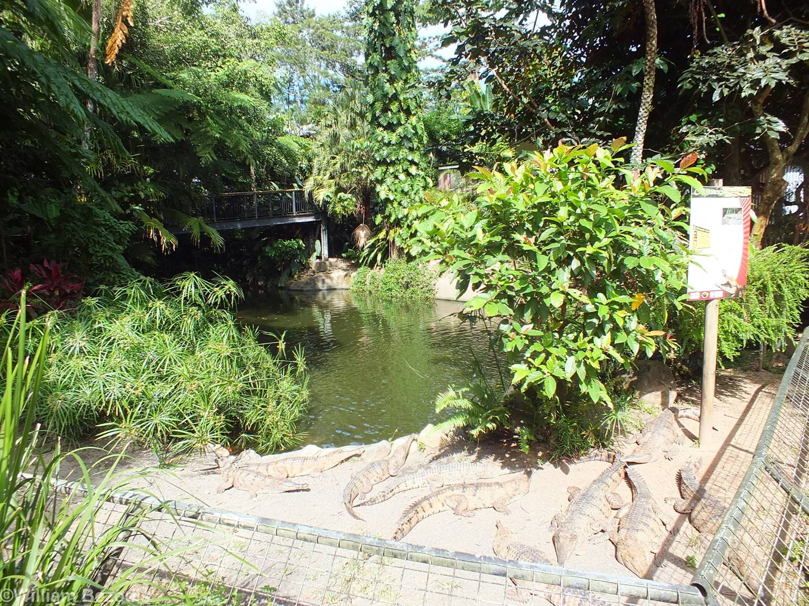 Even More Freshwater Crocodiles and Enclosure