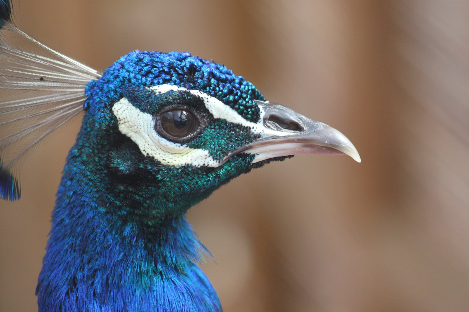 Even more Indian peafowl