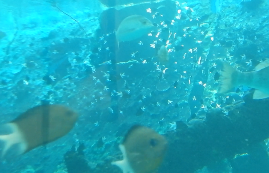 Even more Spiny Chromis