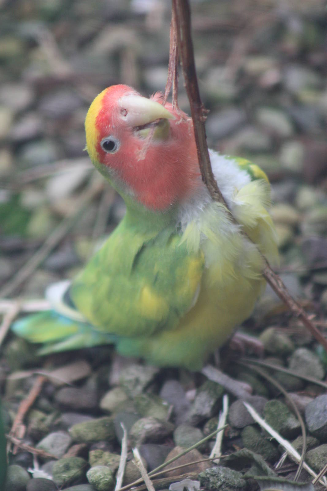 Even more willow enjoyment, 23rd October 2014