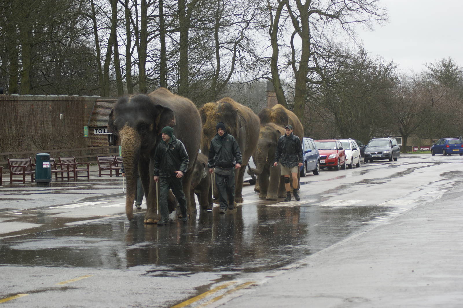 Even the elephants did not seem to enjoy being out in Tuesdays rain