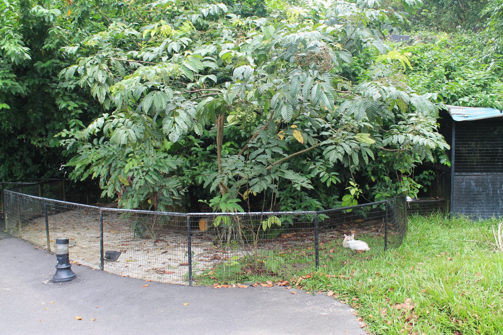 even the rabbits get a nice cage at the Taiping Zoo!