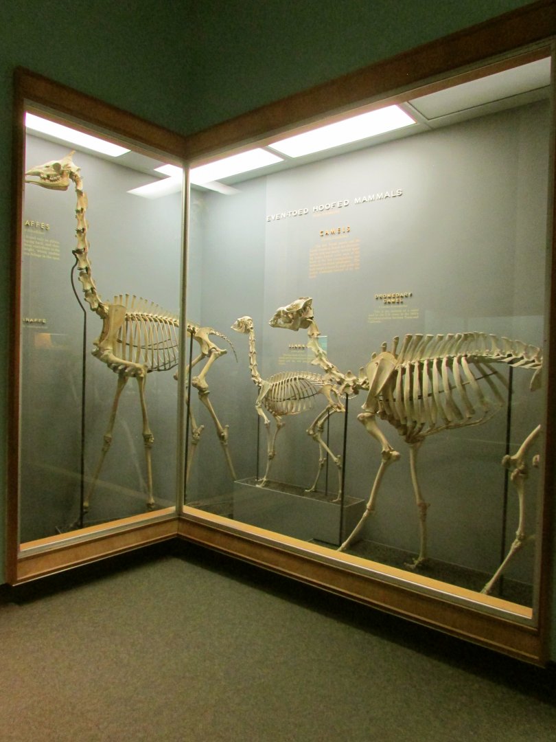 Even-Toed Hoofed Mammals