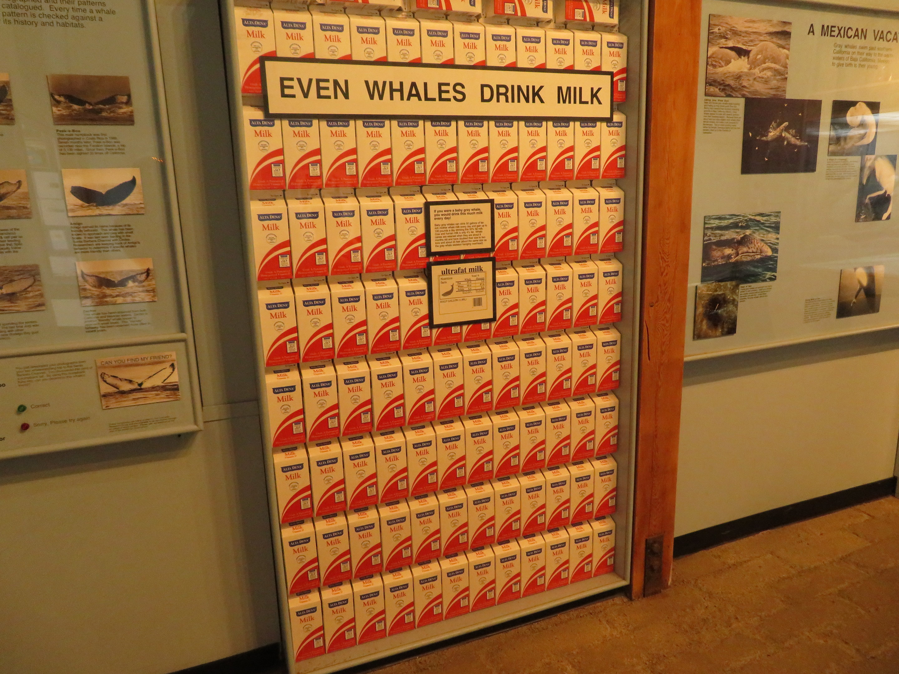 Even Whales Drink Milk