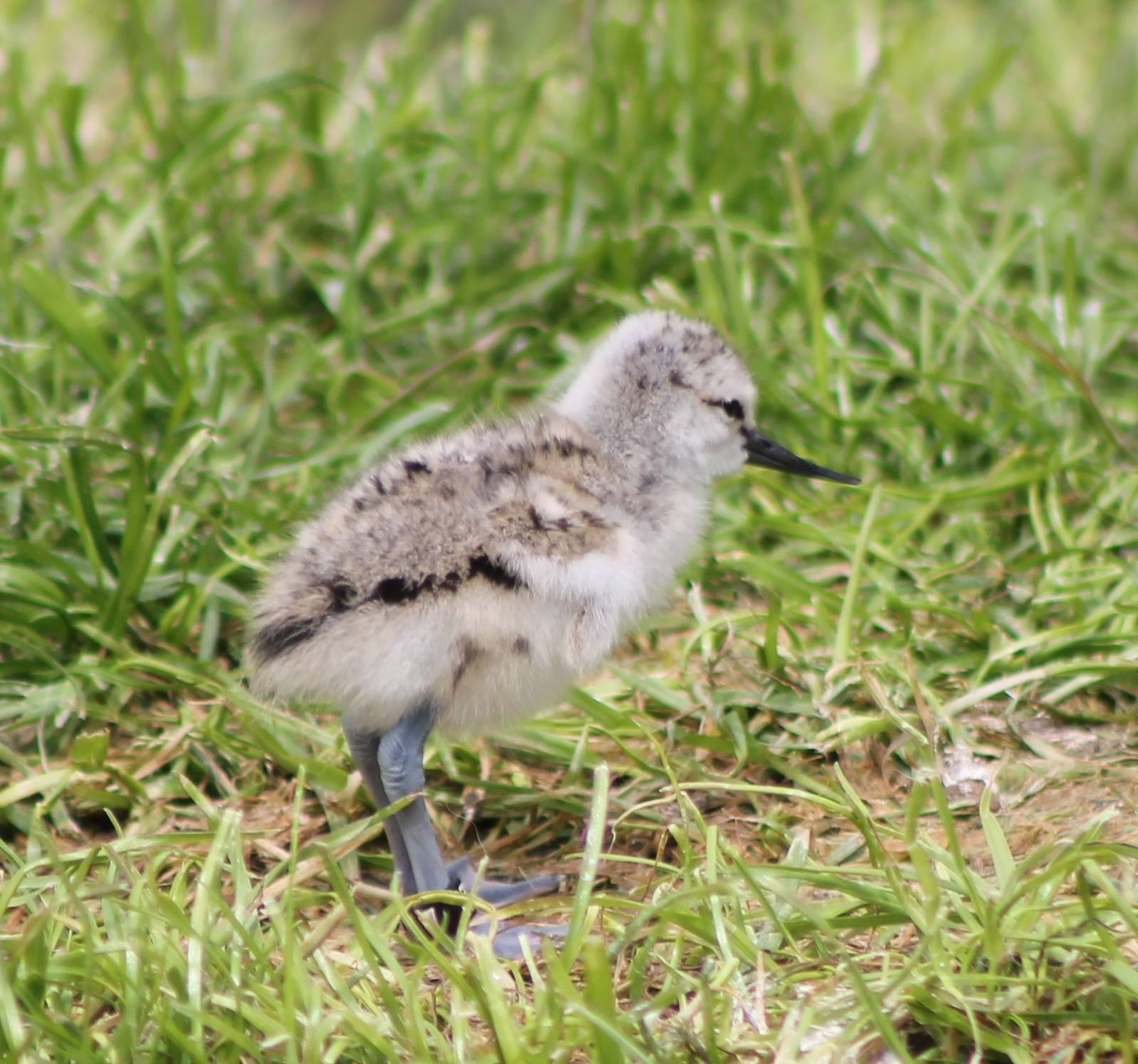 Even younger avocet !