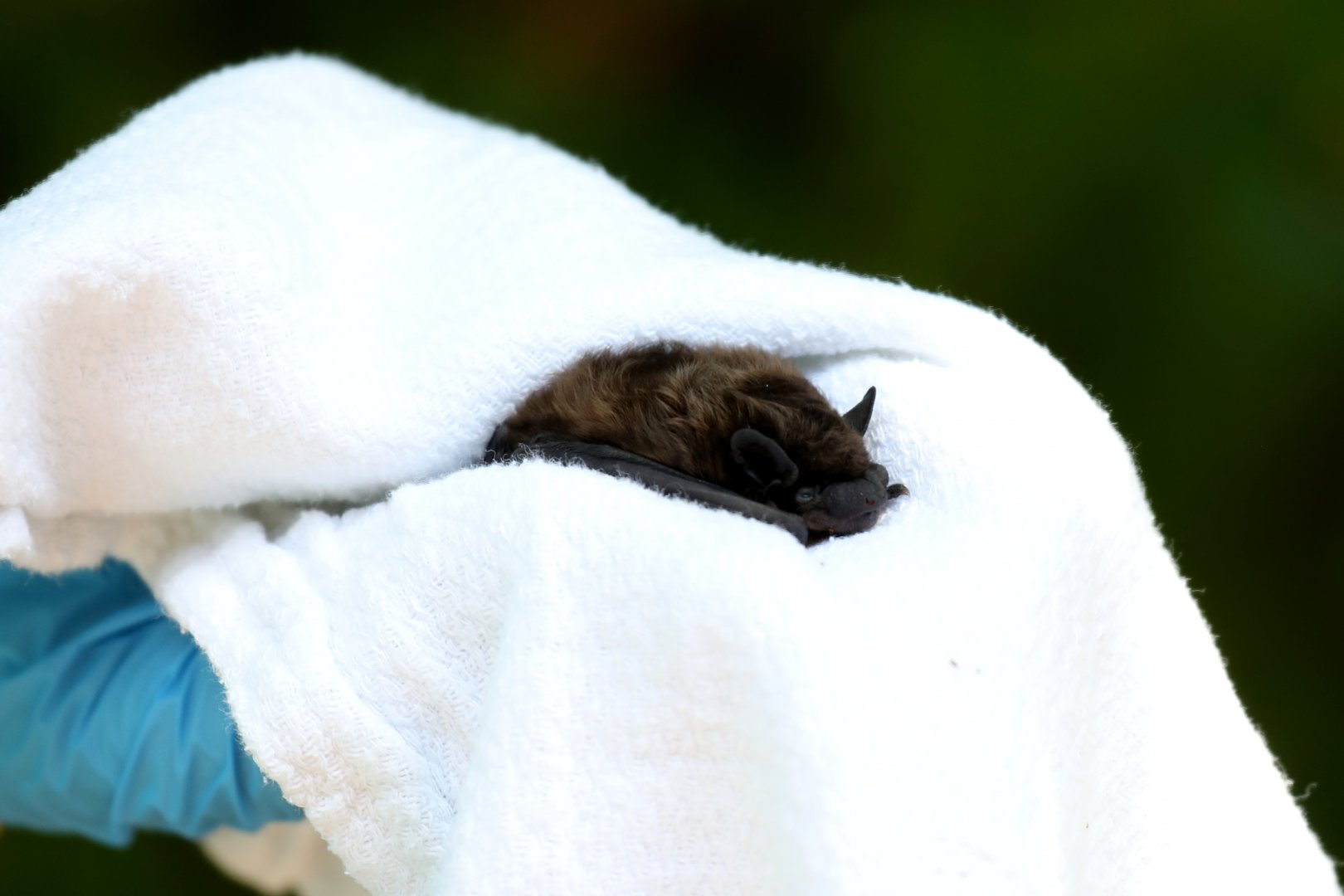 evening bat (Nycticeius humeralis)