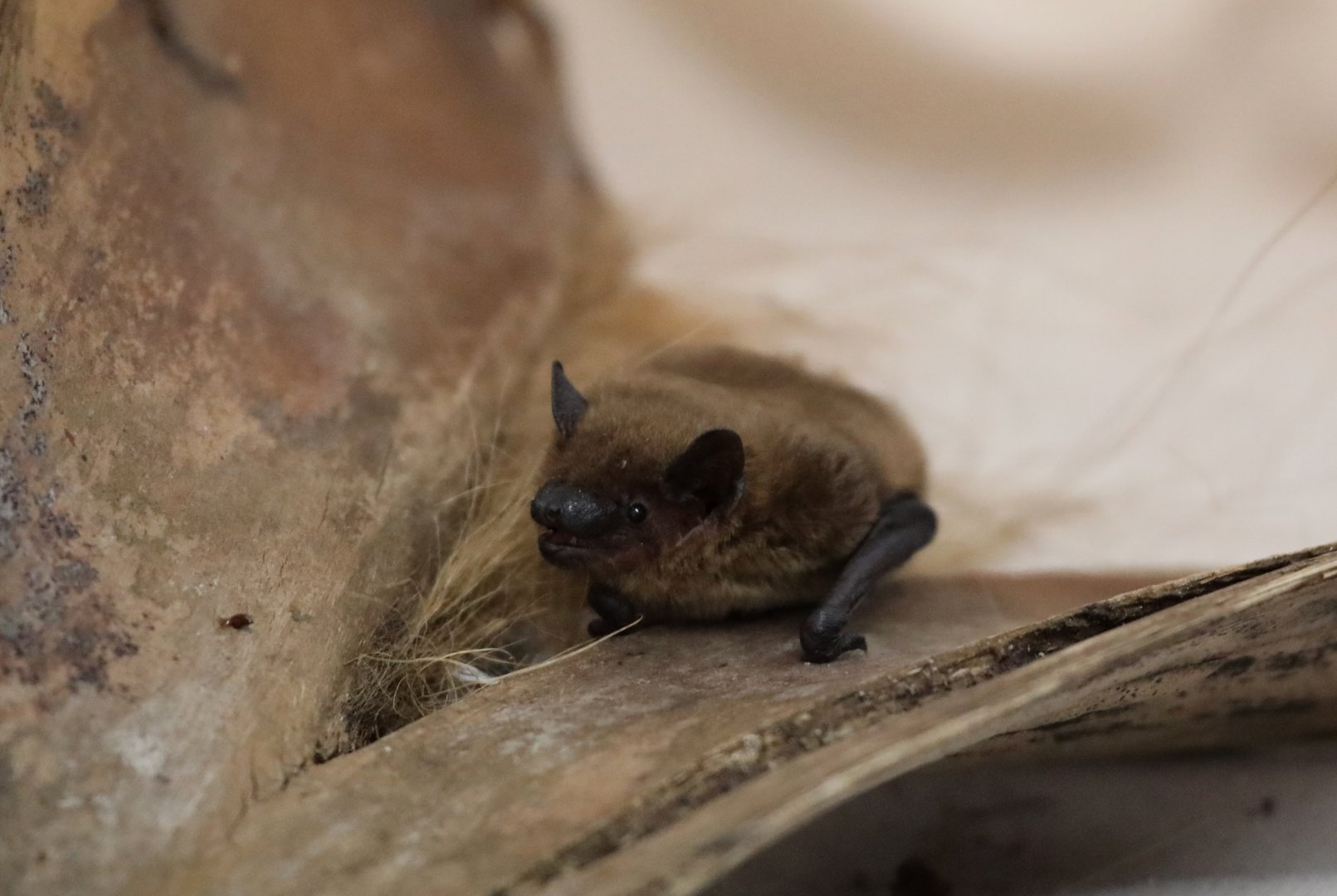 evening bat (Nycticeius humeralis)