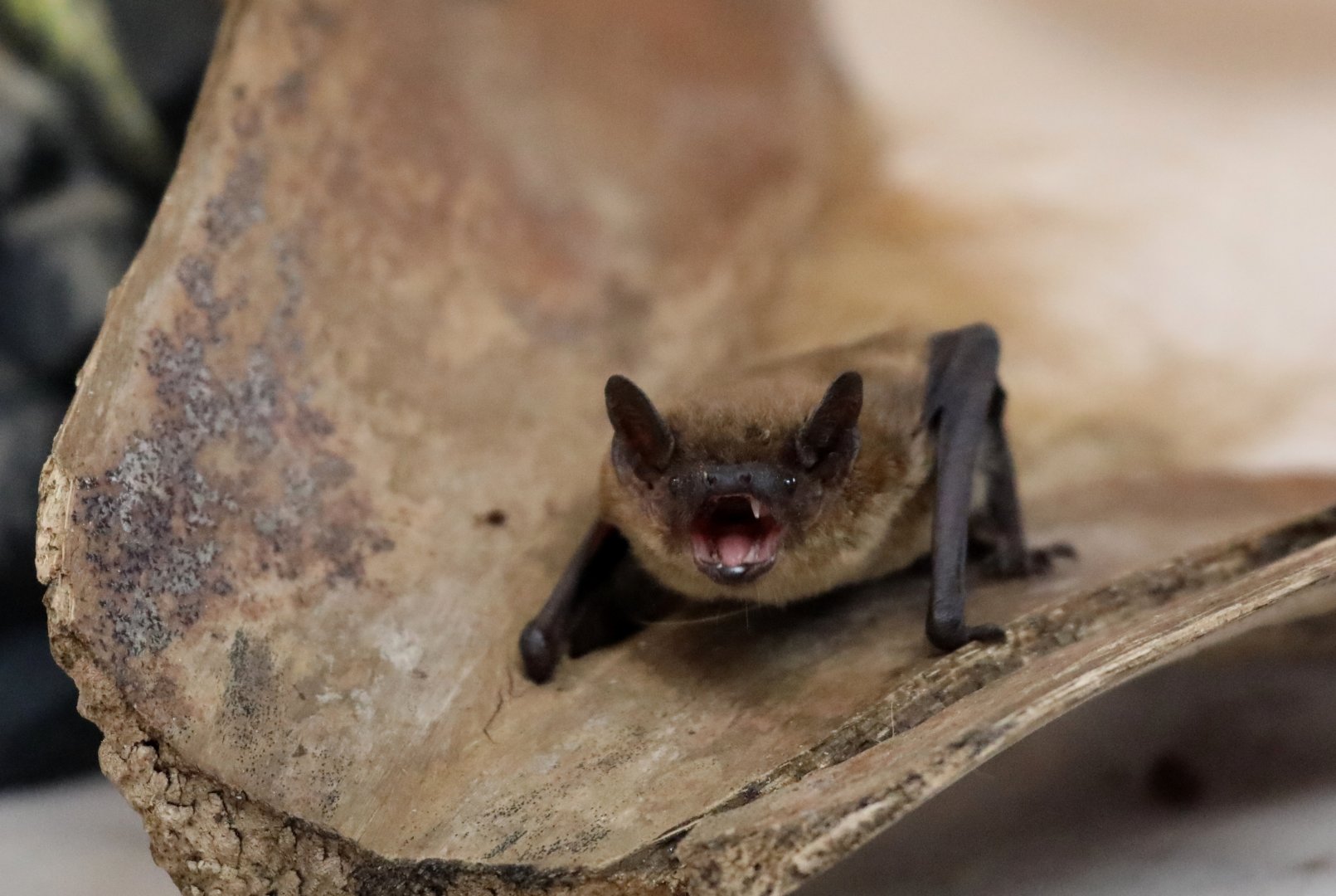 evening bat (Nycticeius humeralis)