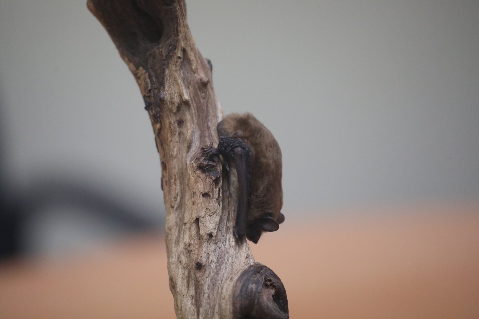 evening bat (Nycticeius humeralis)