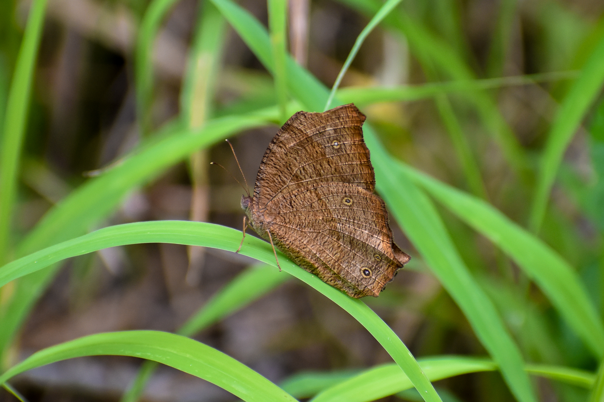Evening Brown (Melanitis leda)