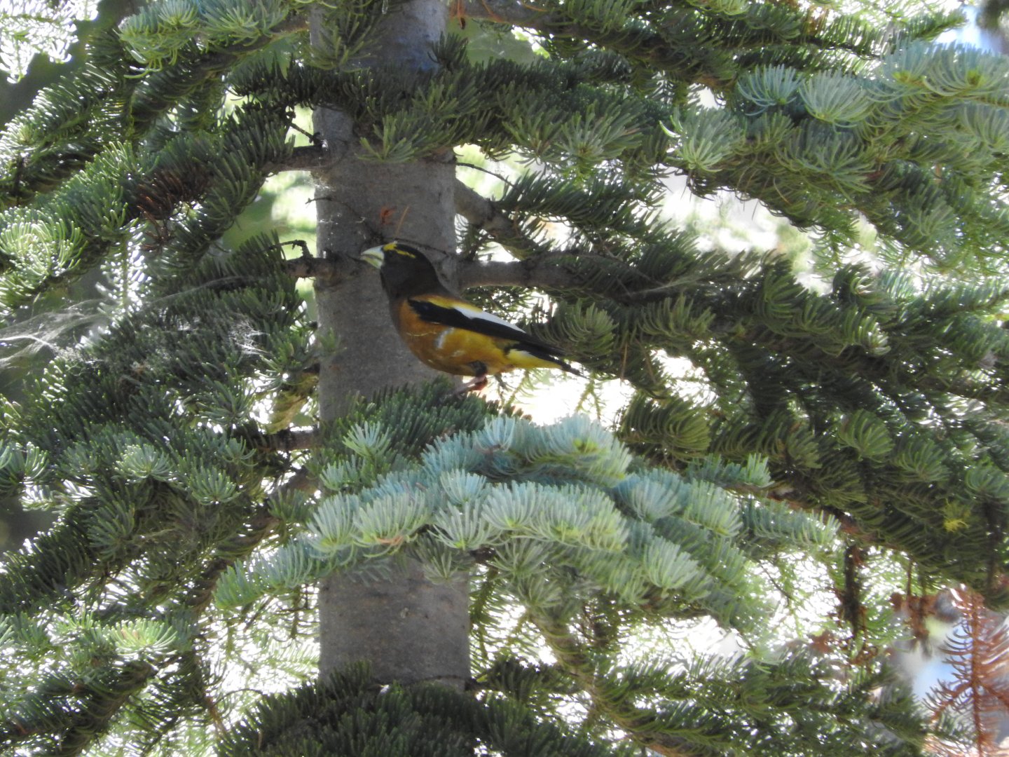 Evening Grosbeak male