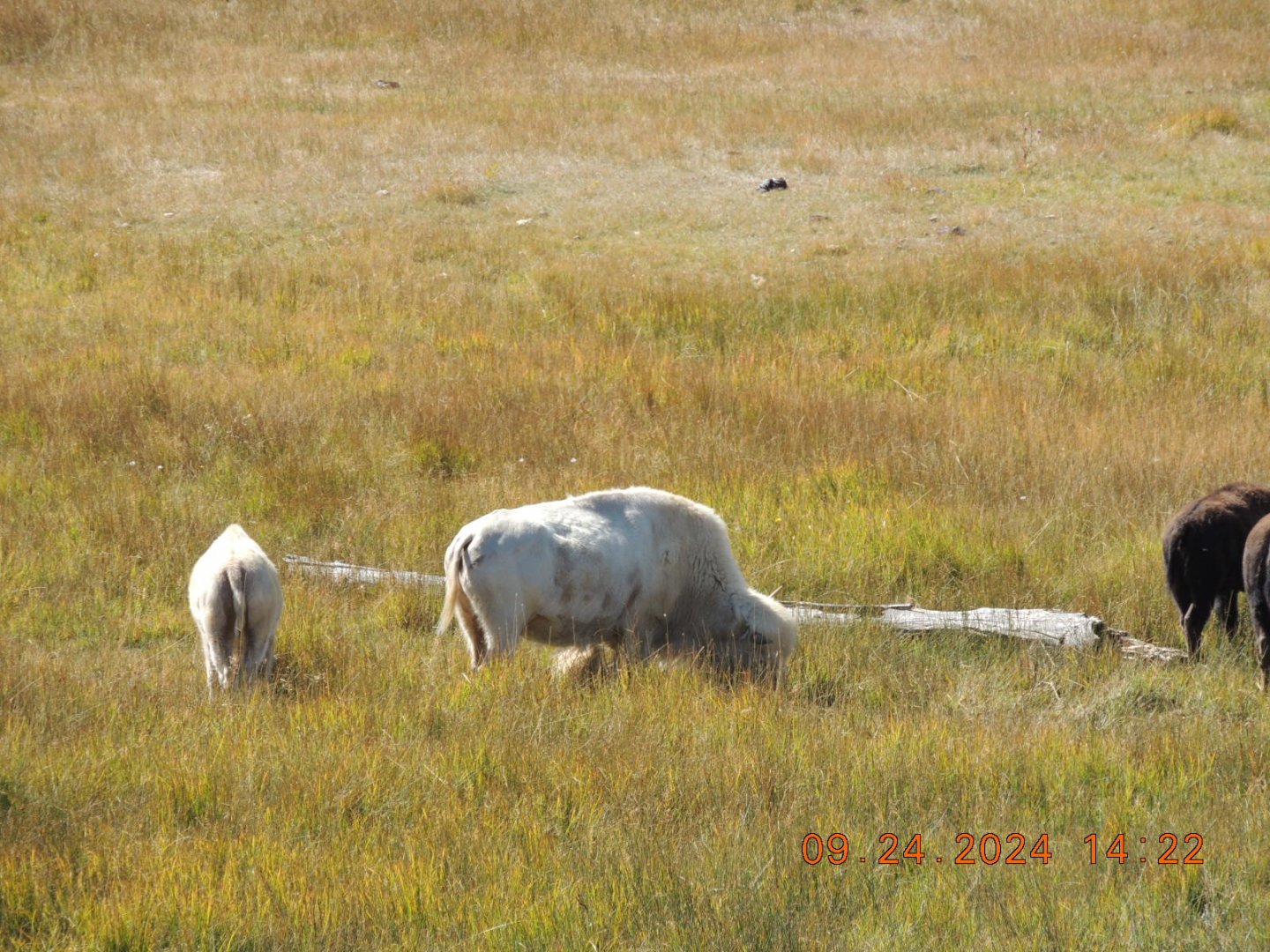 evenston rest area bison