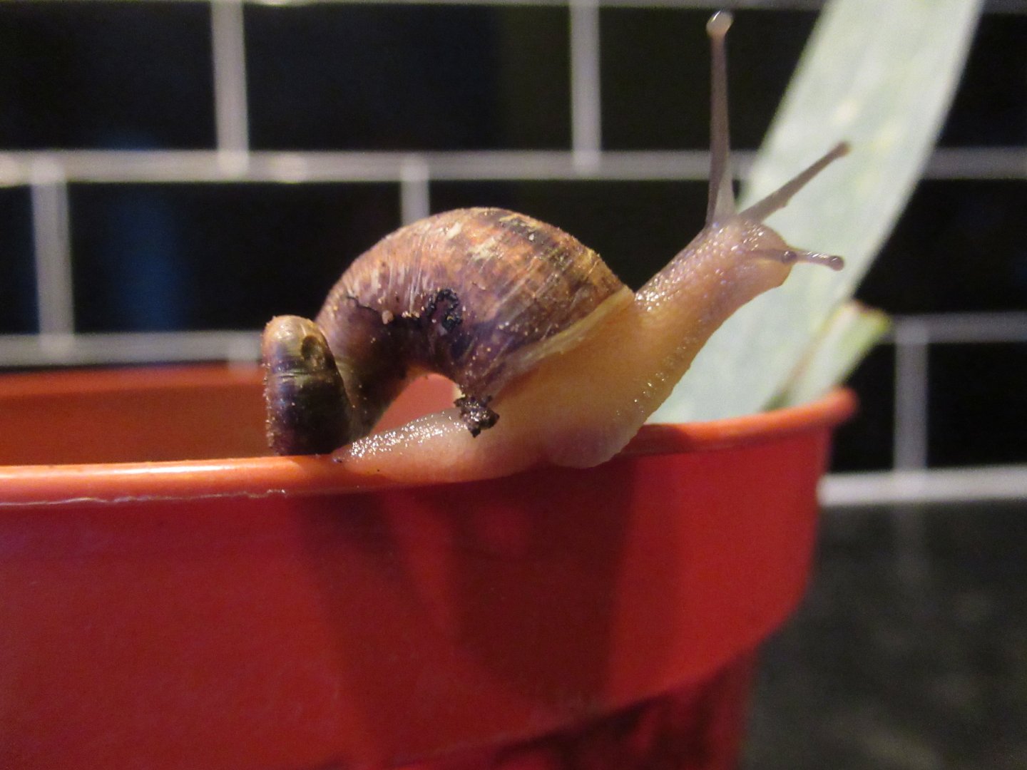 Ever seen a snail like this before?