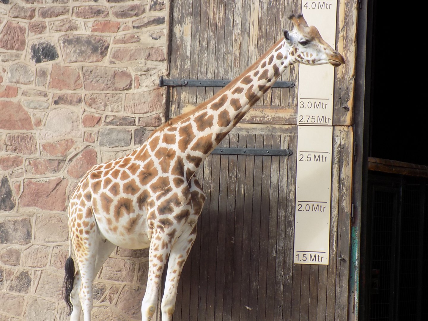 Ever wanted to know how tall a Giraffe is?