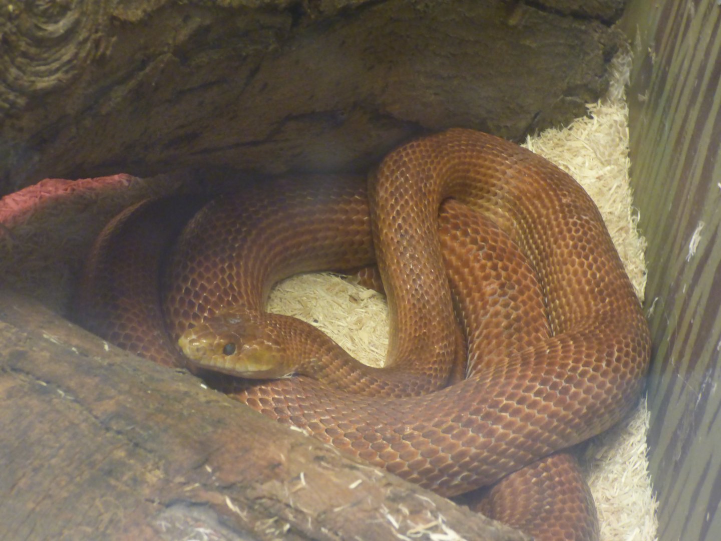 Everglade Rat Snake