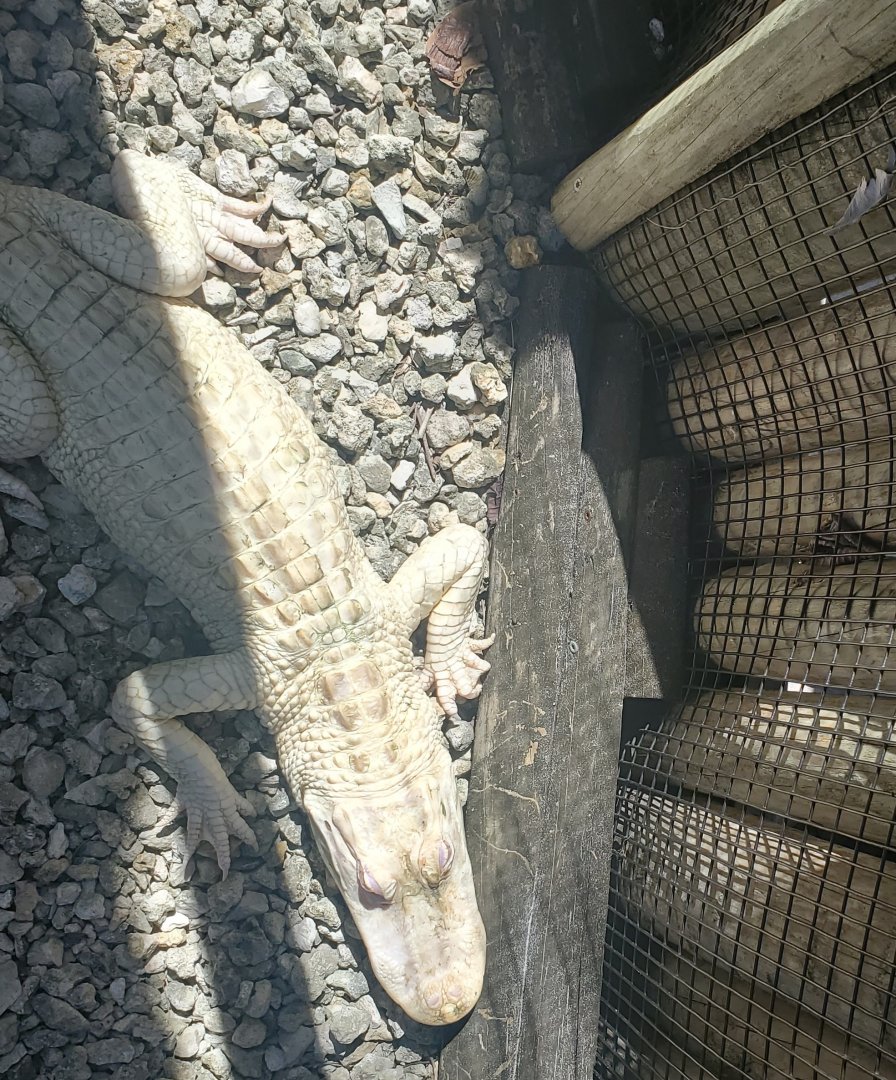 Everglades Alligator Farm (2021) - Albino Alligator