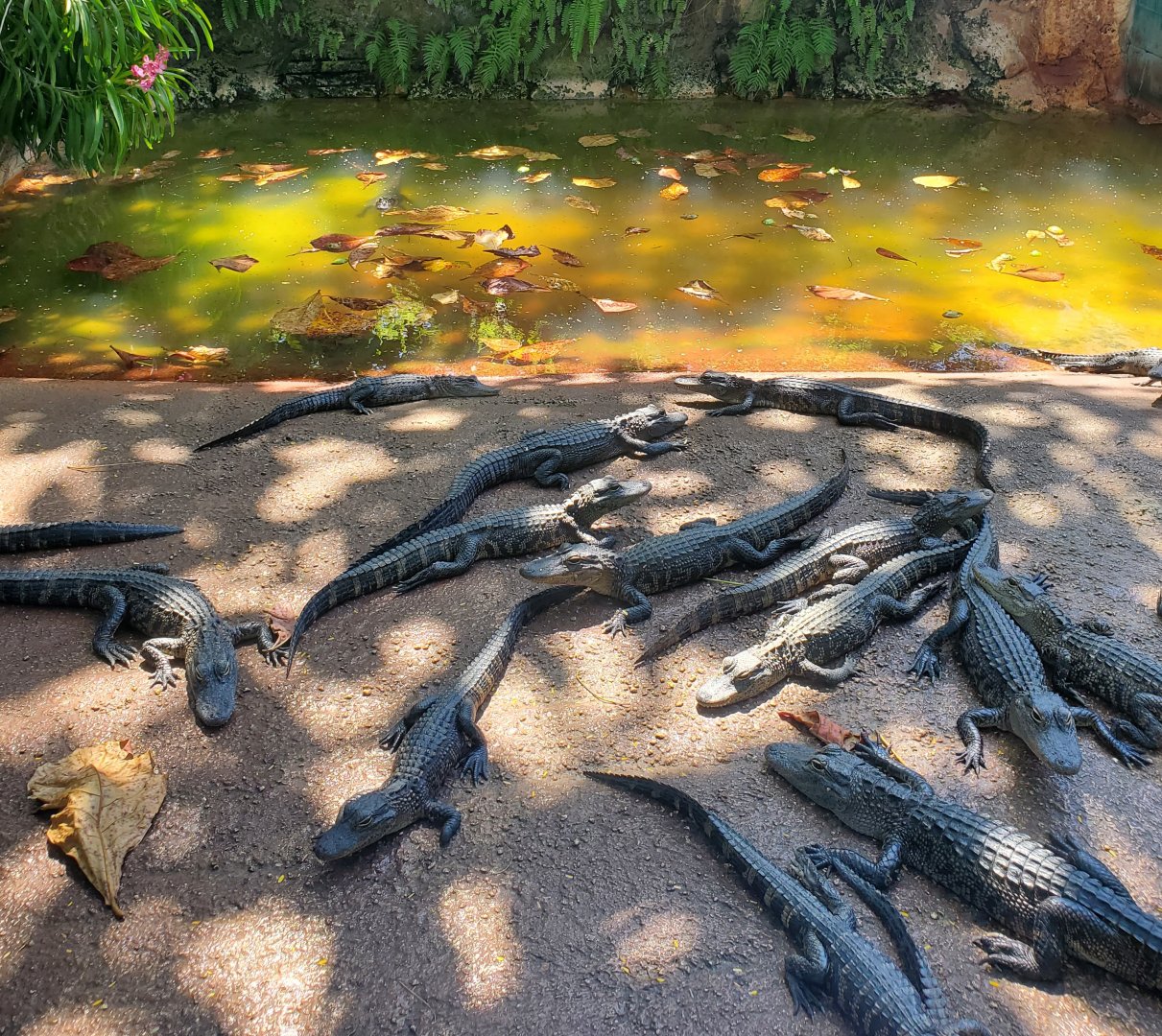 Everglades Alligator Farm (2021) - Baby Alligators