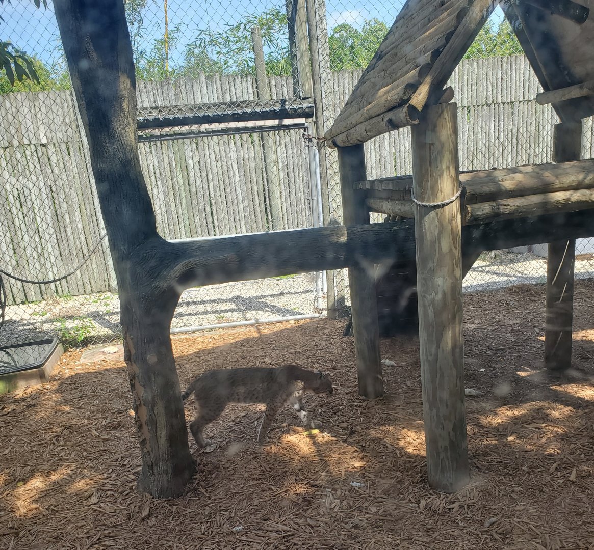 Everglades Alligator Farm (2021) - Bobcats
