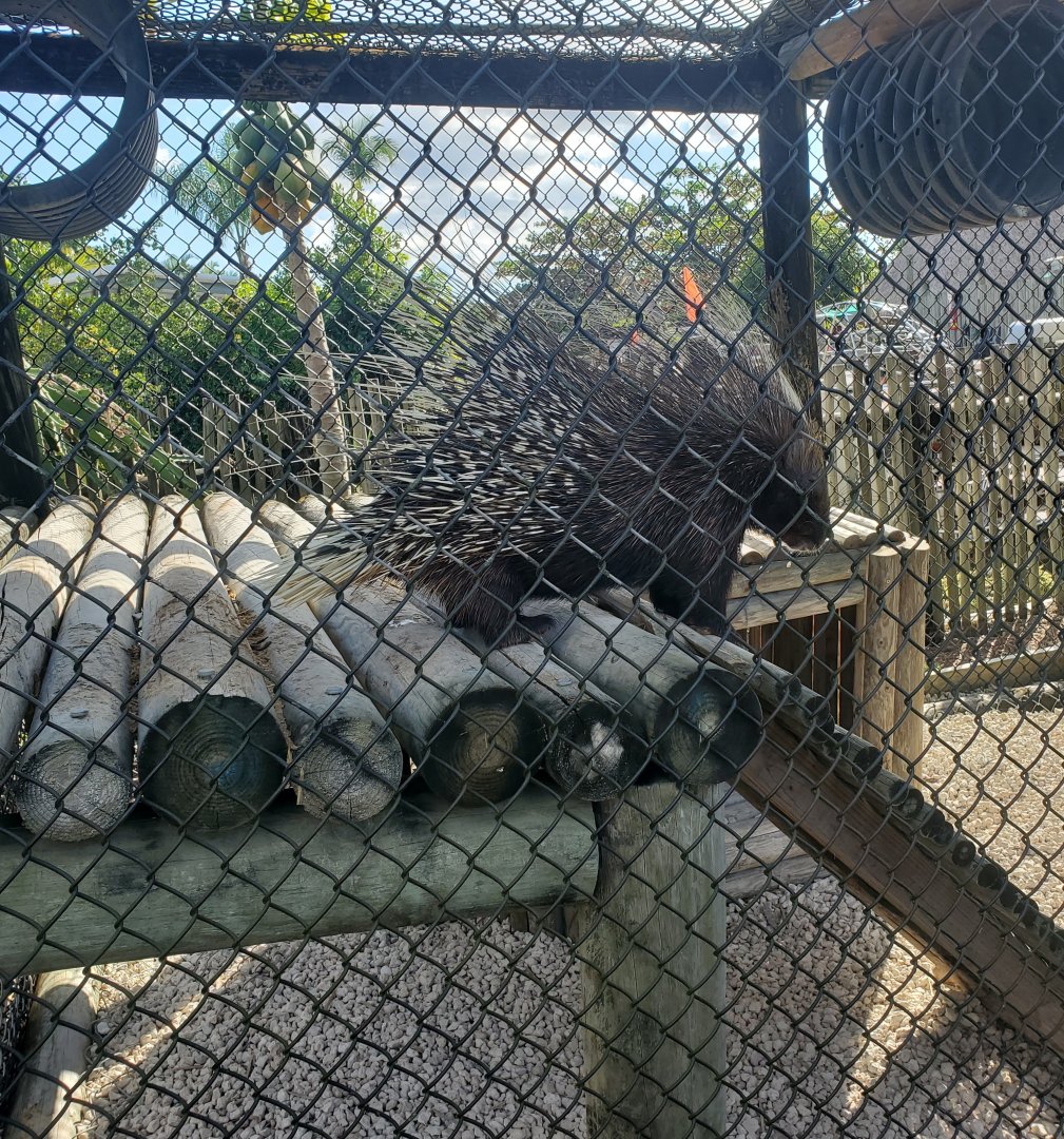 Everglades Alligator Farm (2021) - Crested Porcupine