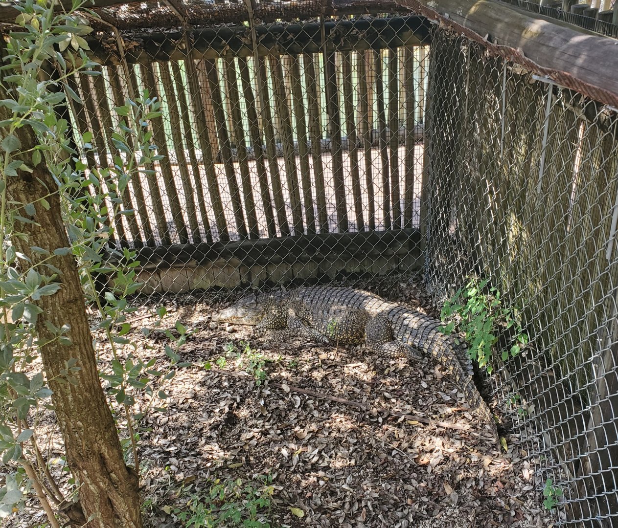 Everglades Alligator Farm (2021) - Cuban Crocodile