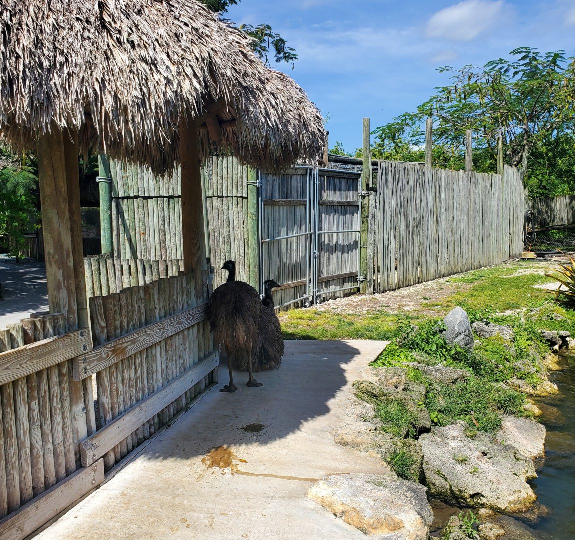 Everglades Alligator Farm (2021) - Emus + Duck & Turtle Pond