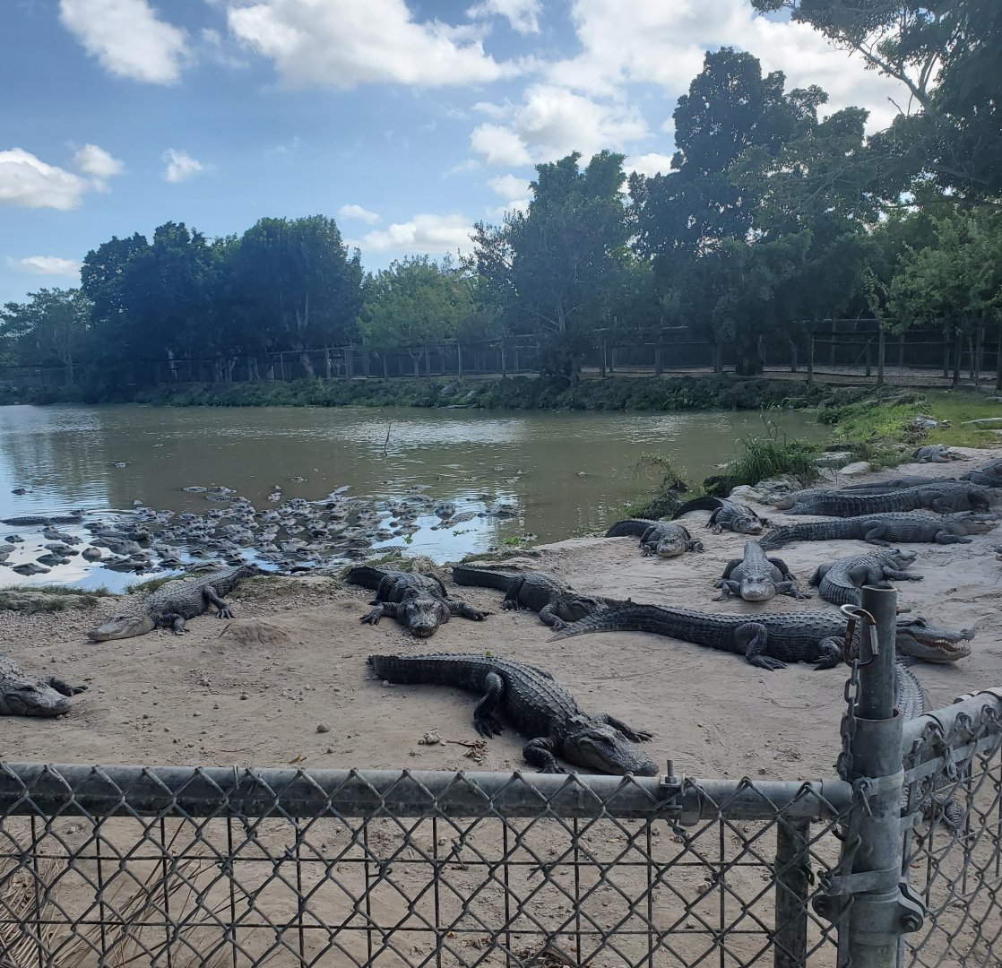 Everglades Alligator Farm (2021) - Gator Feeding Pool