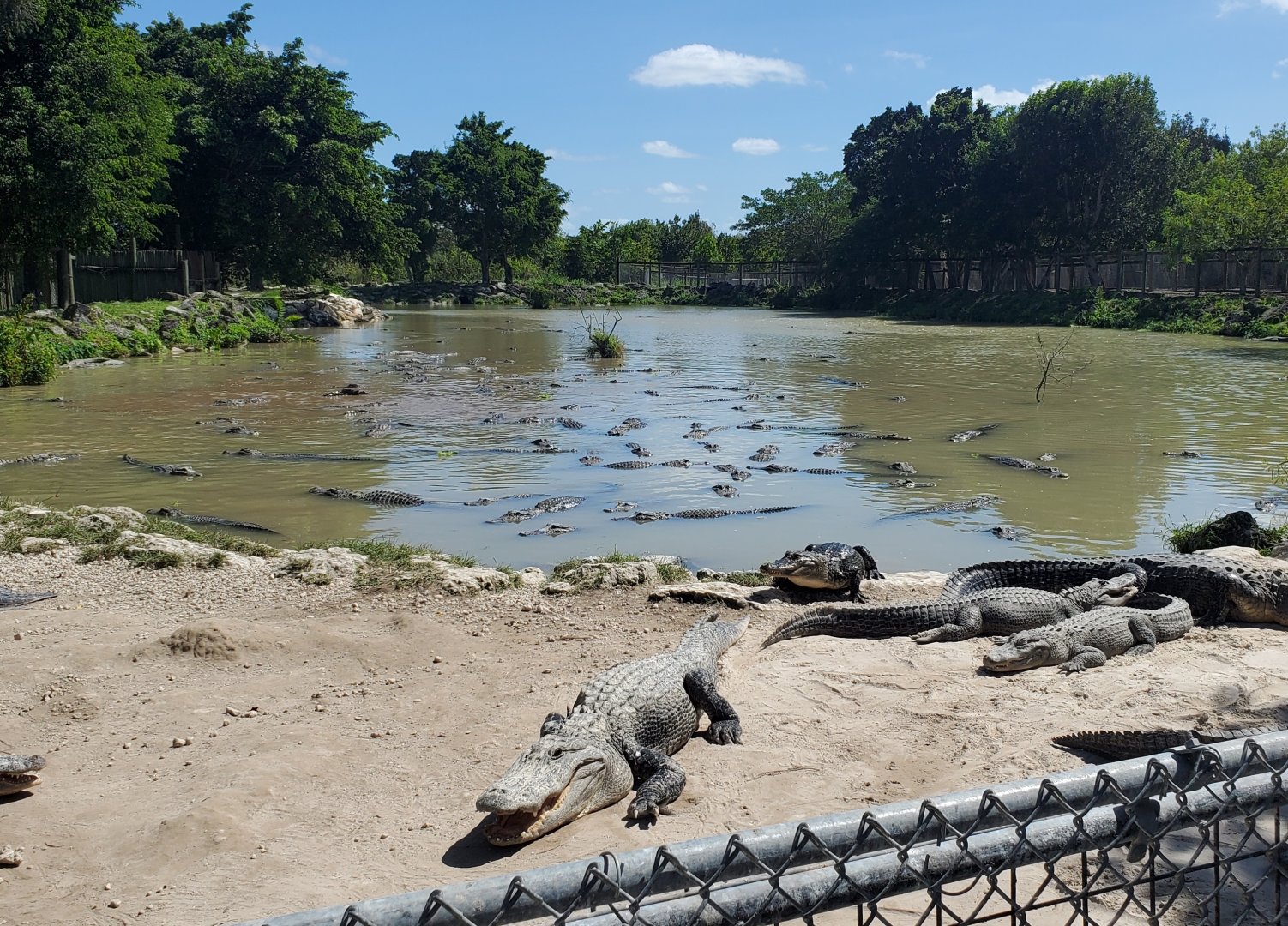 Everglades Alligator Farm (2021) - Gator Feeding Pool