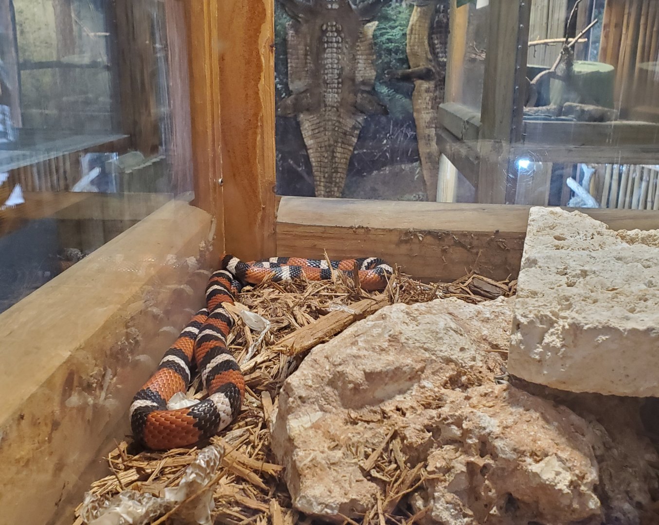 Everglades Alligator Farm (2021) - Milk Snake