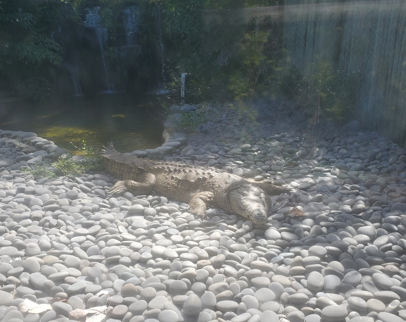 Everglades Alligator Farm (2021) - Orinoco Crocodile
