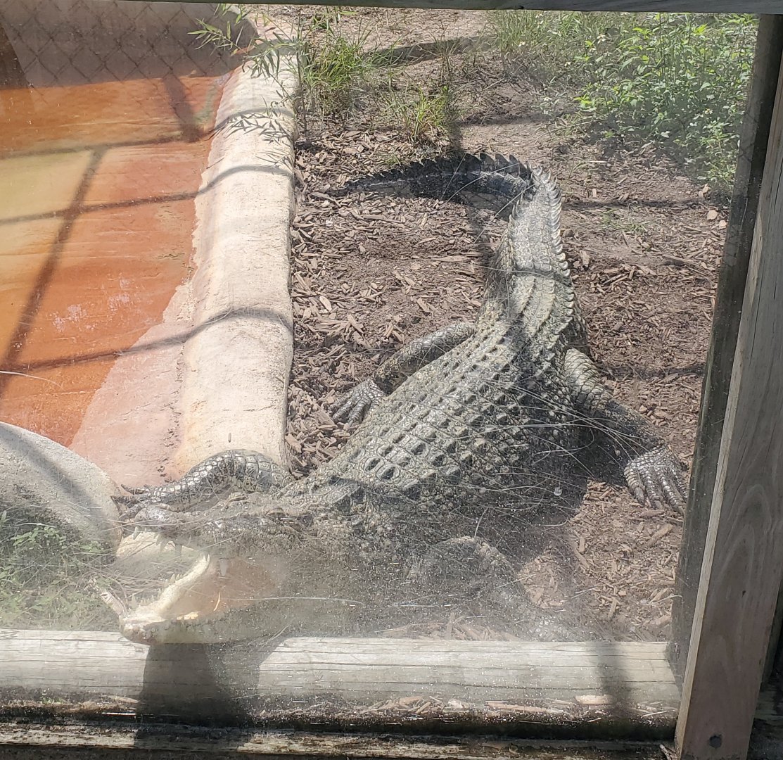 Everglades Alligator Farm (2021) - Saltwater Crocodile