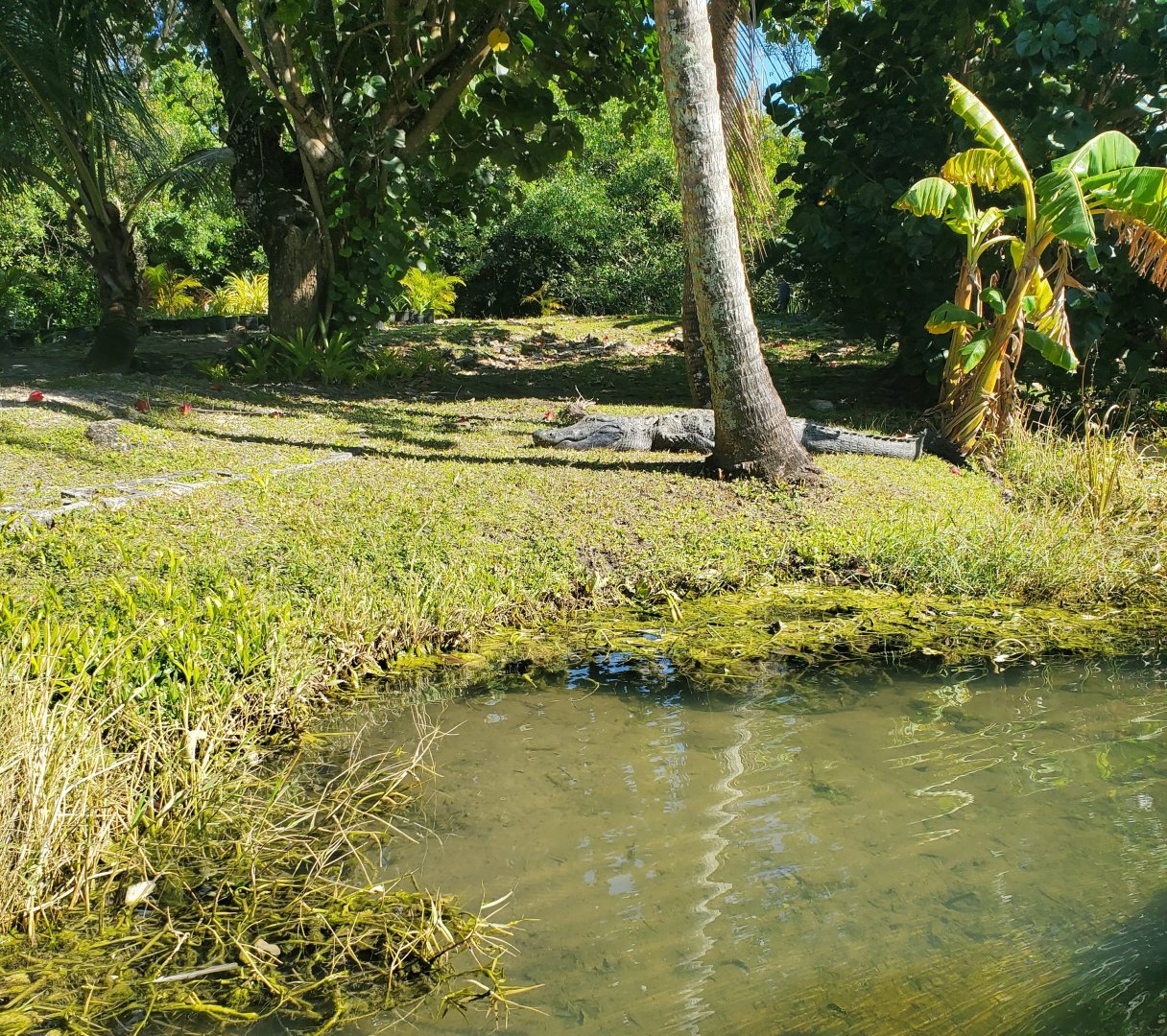 Everglades Alligator Farm (2021) - Wild gators on boat ride