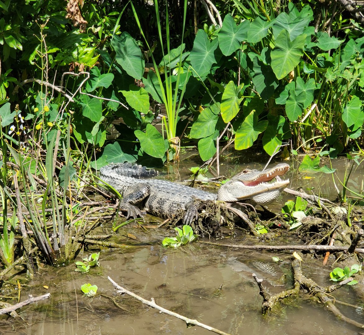 Everglades Alligator Farm (2021) - Wild gators on boat ride