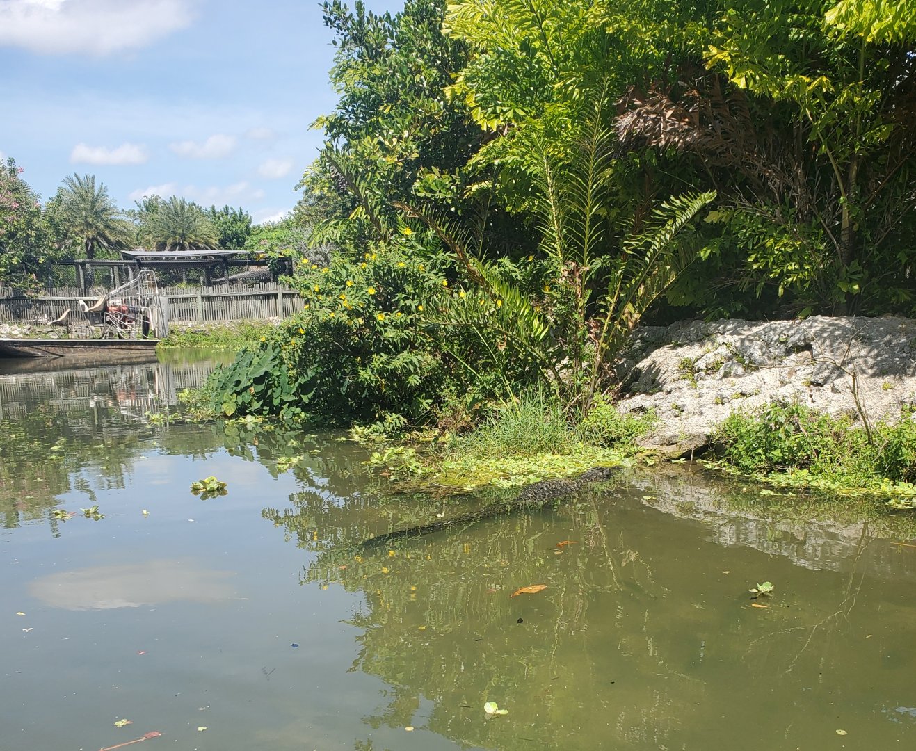 Everglades Alligator Farm (2021) - Wild gators on boat ride