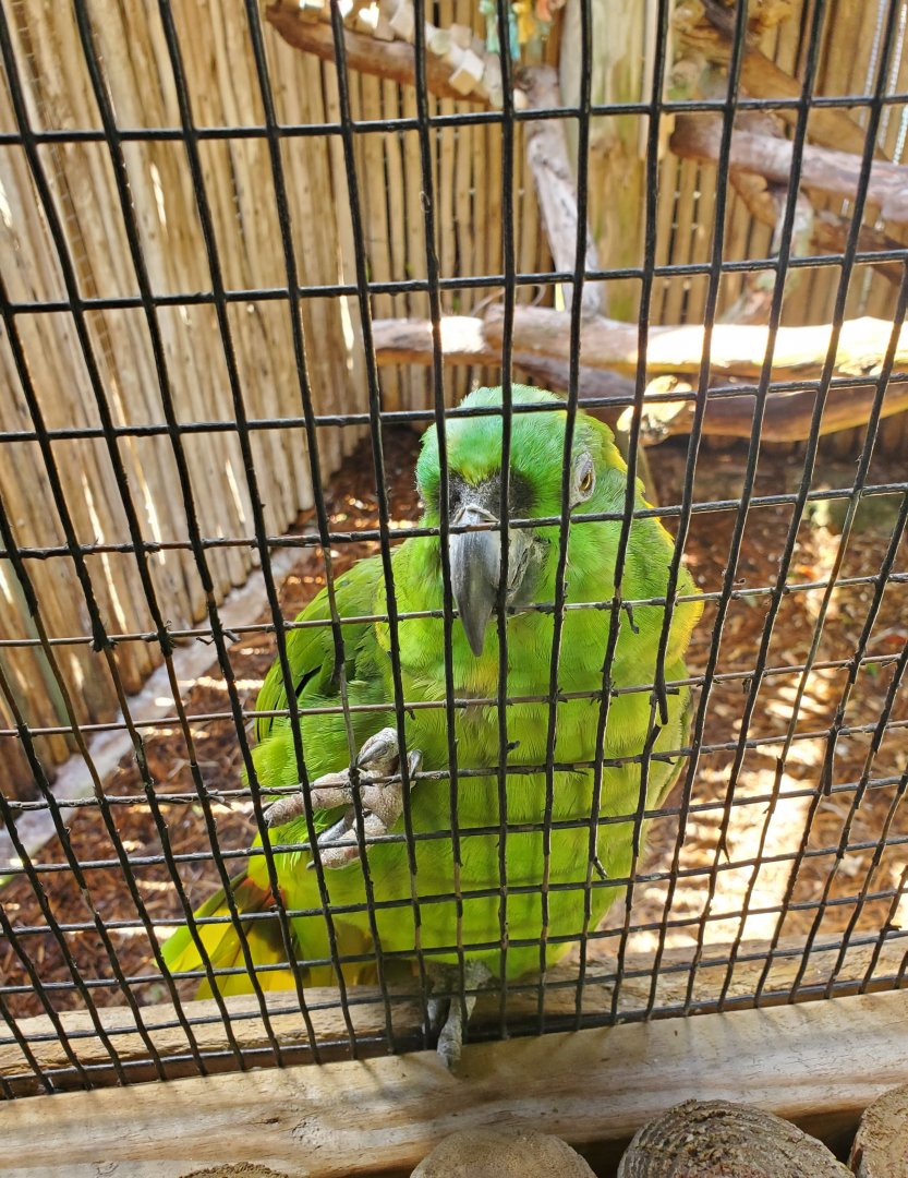 Everglades Alligator Farm (2021) - Yellow-naped Amazon Parrot