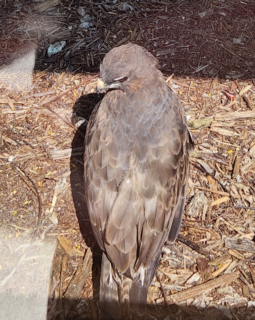 Everglades Alligator Farm (2024) - Common Buzzard