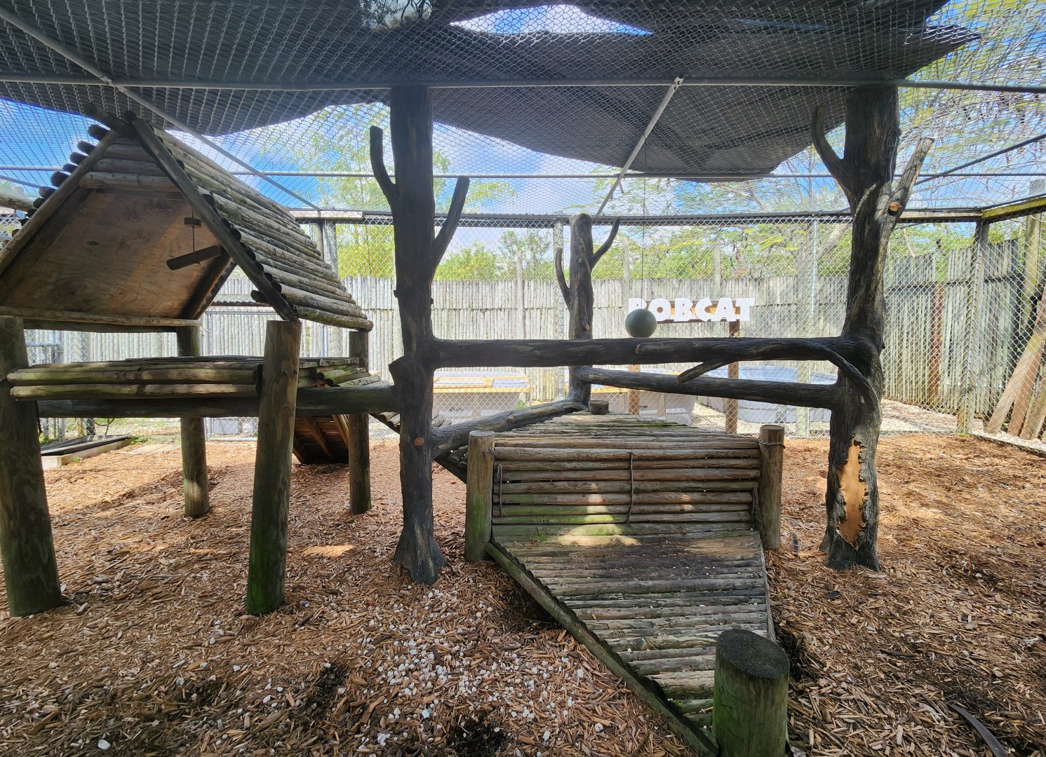 Everglades Alligator Farm (2024) - Florida Bobcat exhibit (climbing areas)