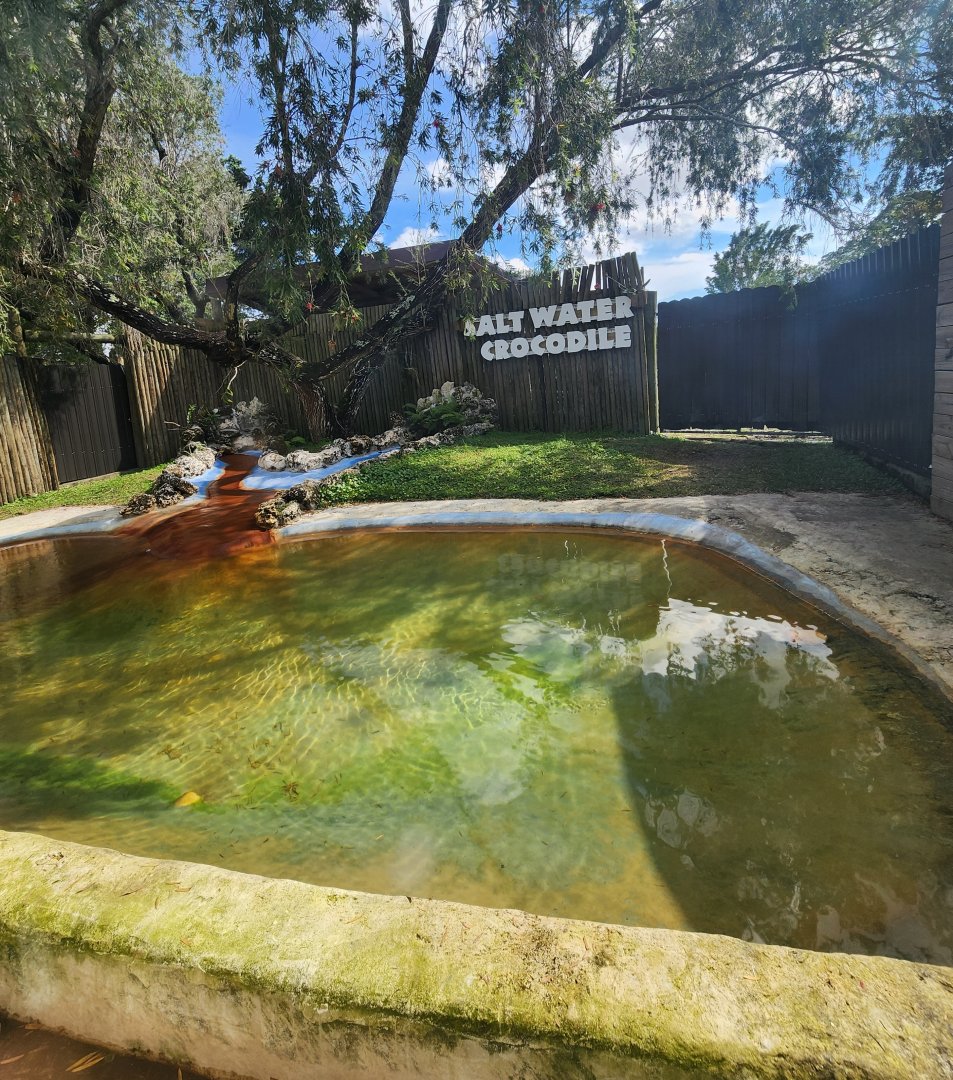 Everglades Alligator Farm (2024) - New Saltwater Crocodile enclosure