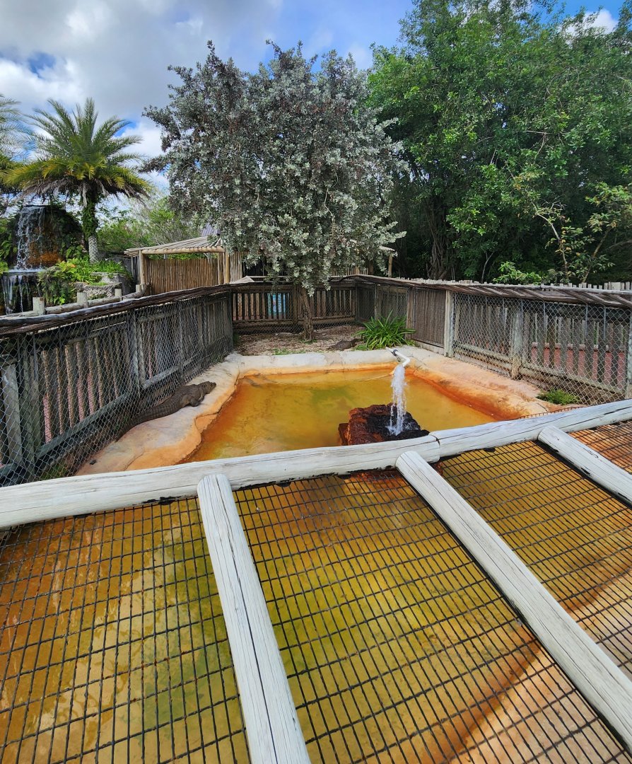 Everglades Alligator Farm (2024) - New Spectacled Caiman enclosure