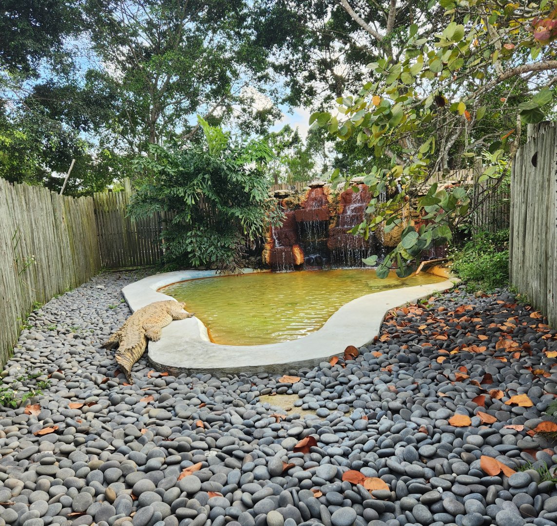 Everglades Alligator Farm (2024) - Orinoco Crocodile enclosure