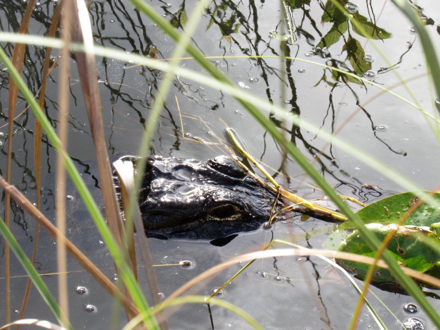 Everglades National Park- American Alligator