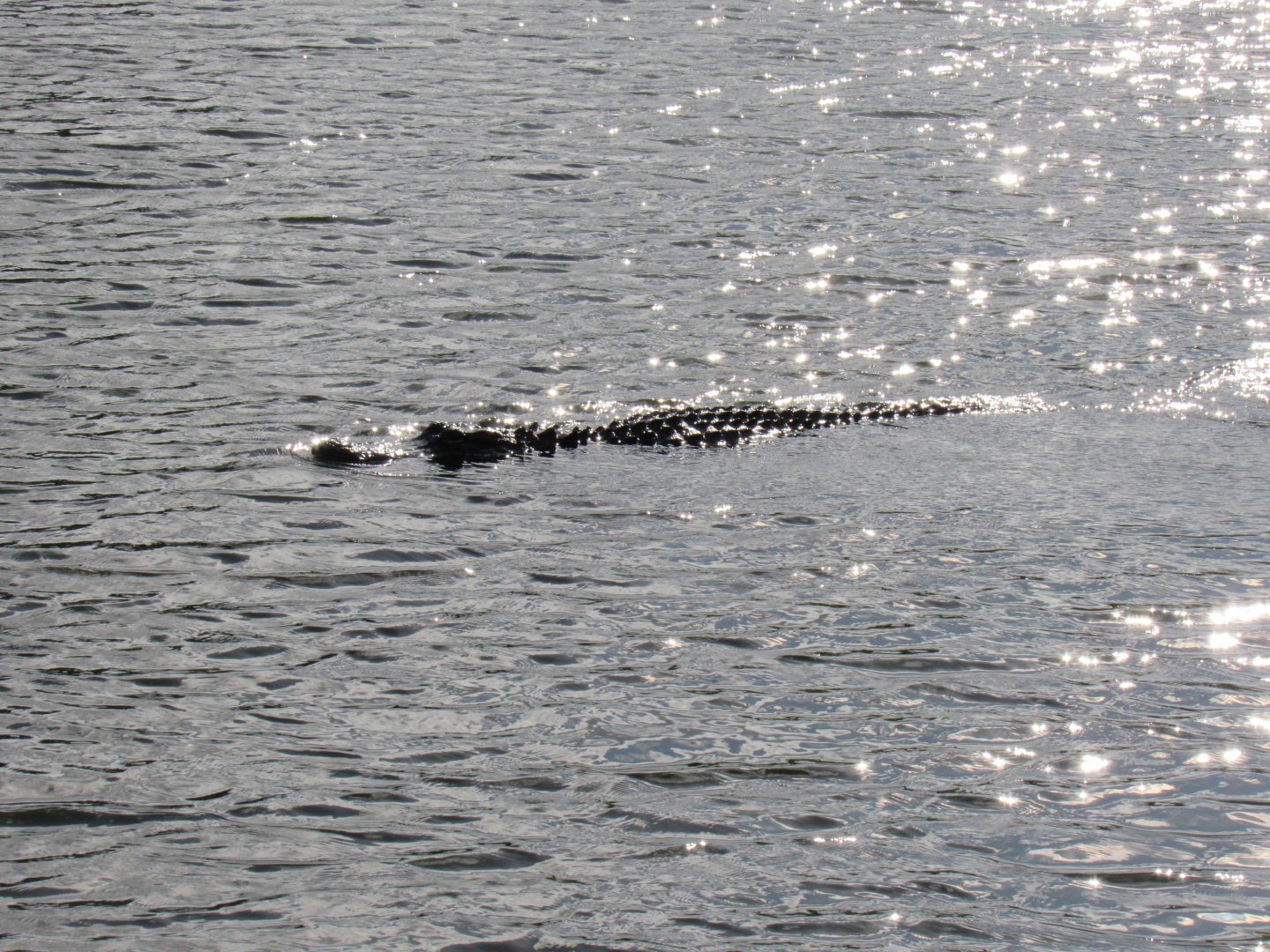 Everglades National Park- American Alligator