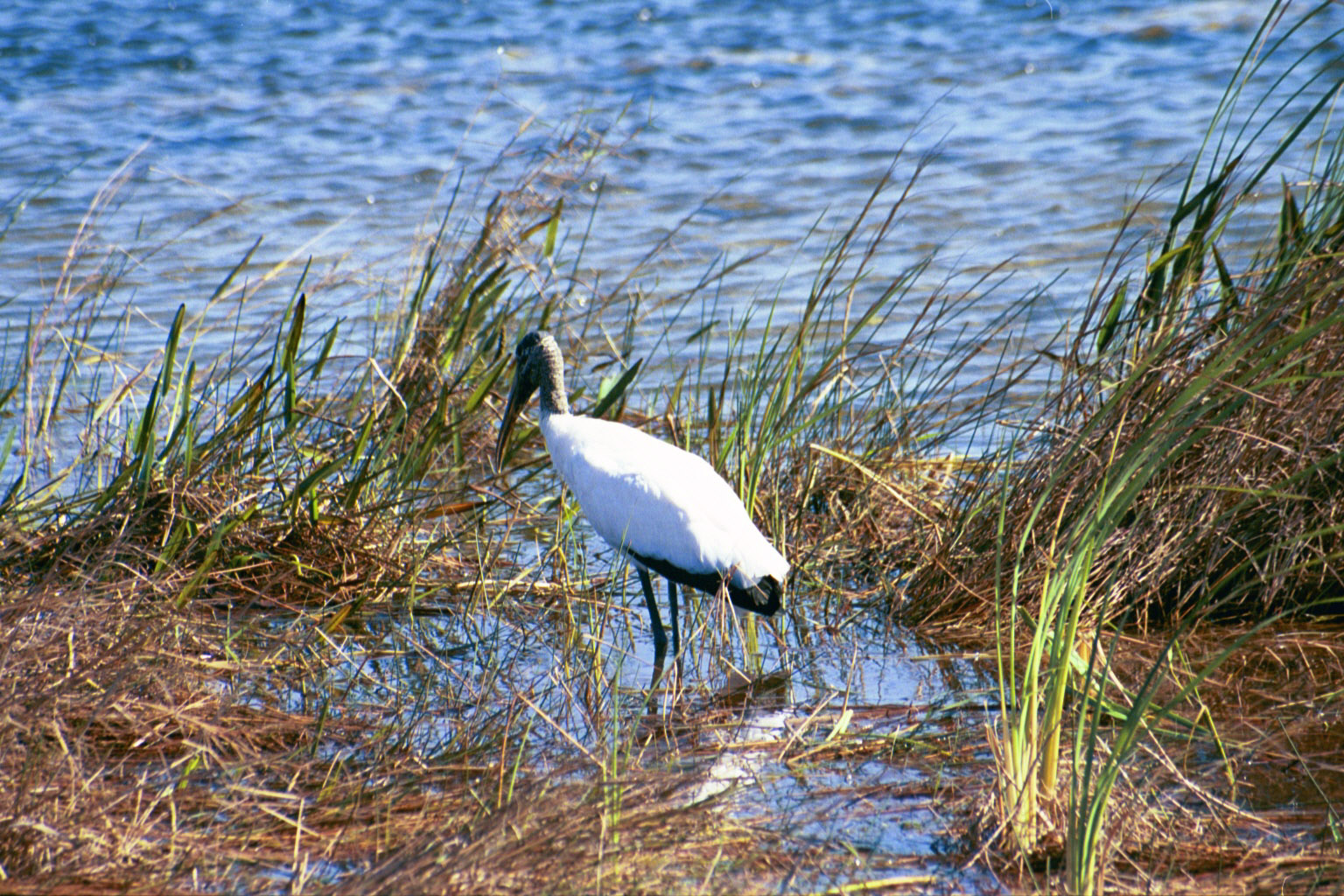 Everglades National Park - Jan 2005